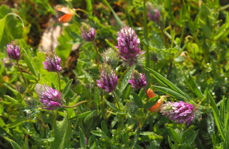Trifolium prophetarum photo 6