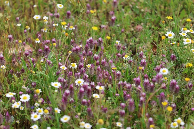 Trifolium prophetarum photo 7