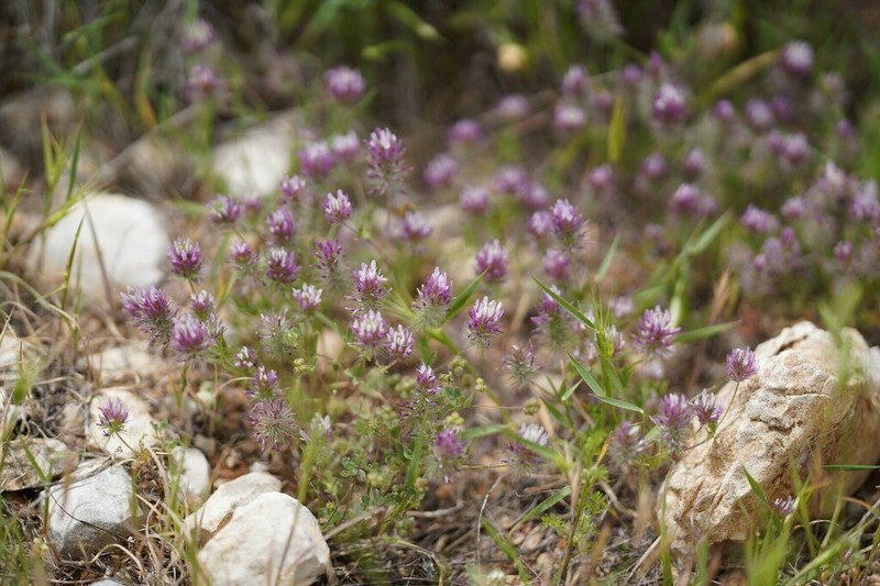 Trifolium prophetarum photo 8