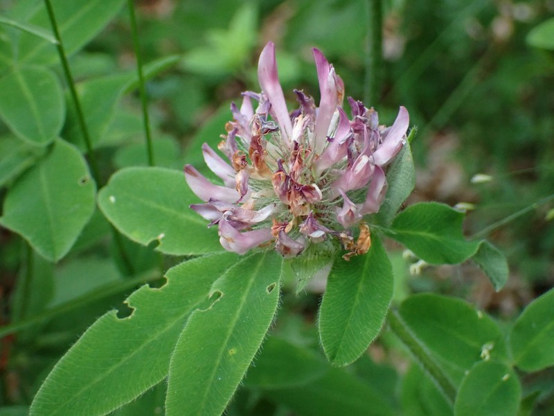 Trifolium pseudomedium photo 2