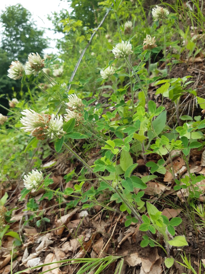 Trifolium pseudomedium