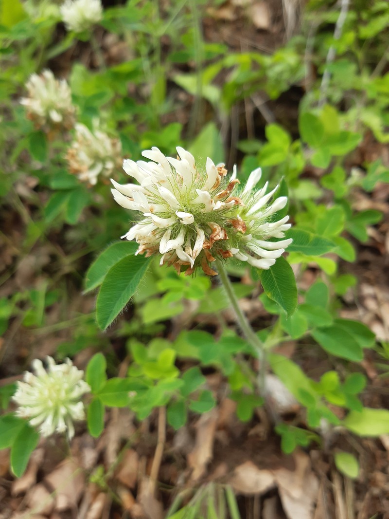 Trifolium pseudomedium photo 3