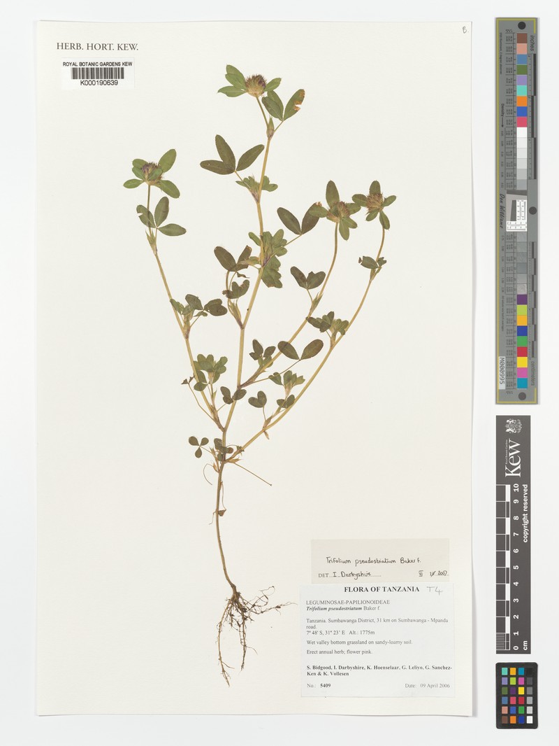 Trifolium pseudostriatum