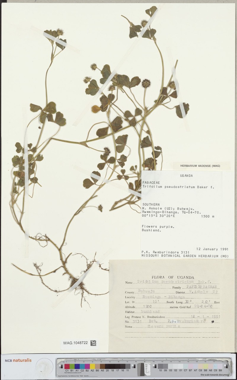 Trifolium pseudostriatum photo 2