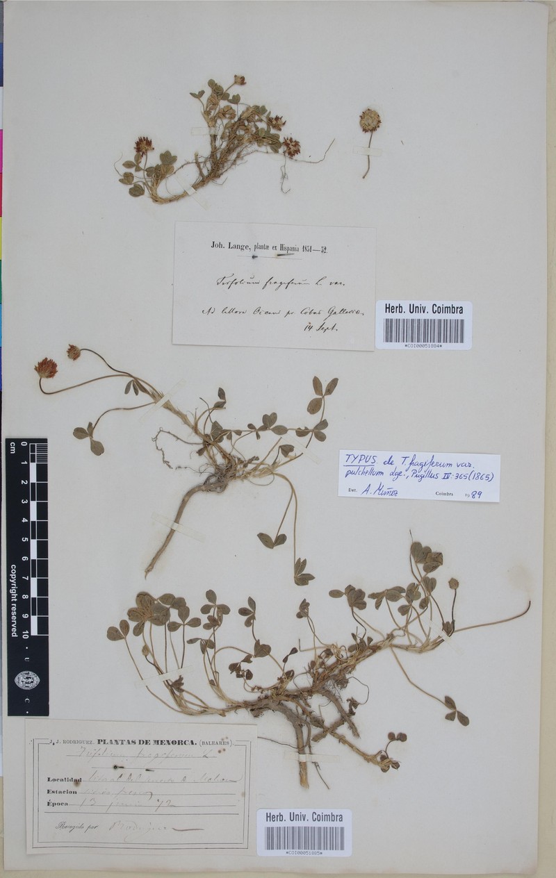 Trifolium pulchellum