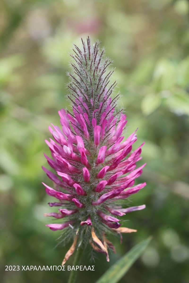 Purple Clover