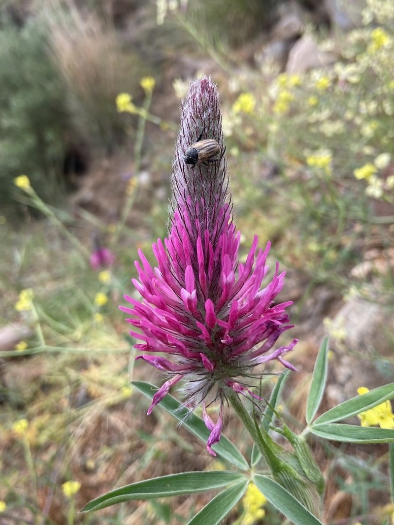 Purple Clover photo 2