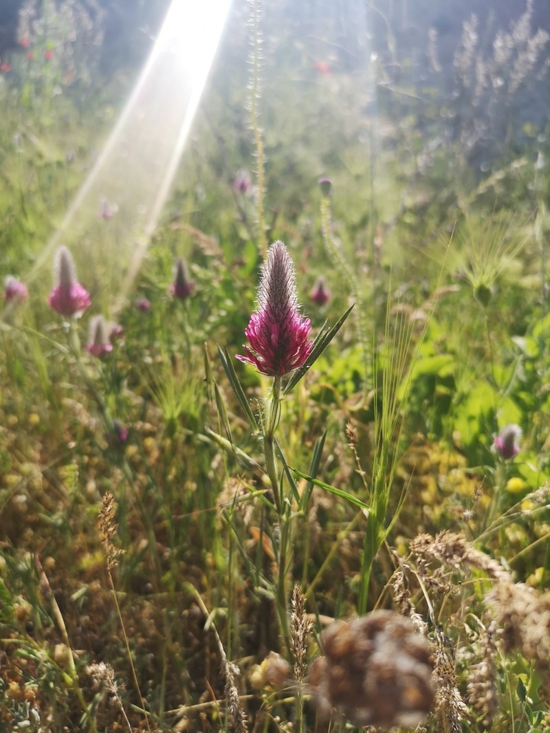 Purple Clover photo 3