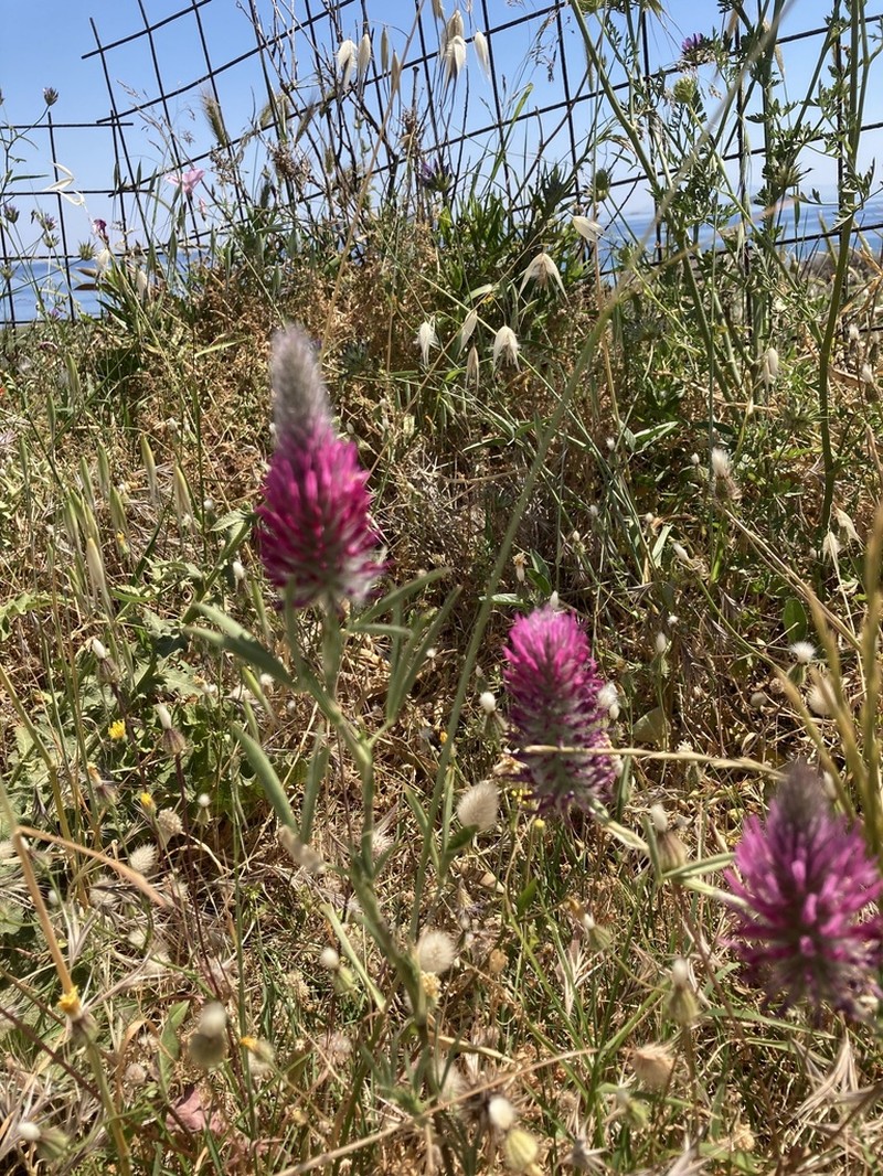 Purple Clover photo 4