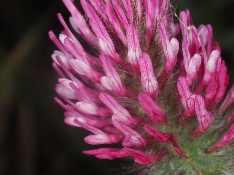 Purple Clover photo 6