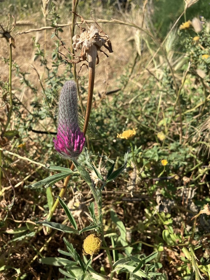 Purple Clover photo 7