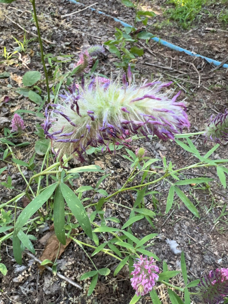 Purple Clover photo 8