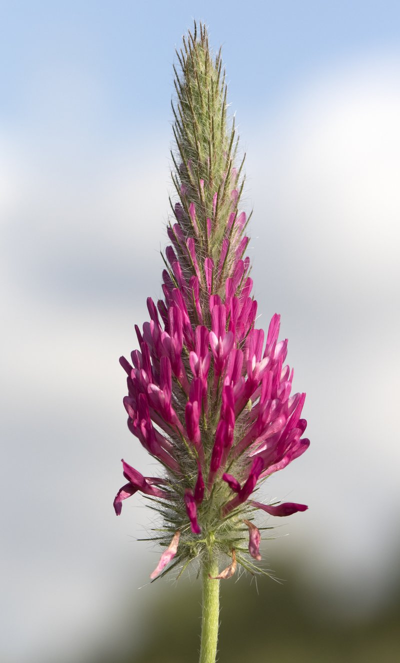 Purple Clover photo 4
