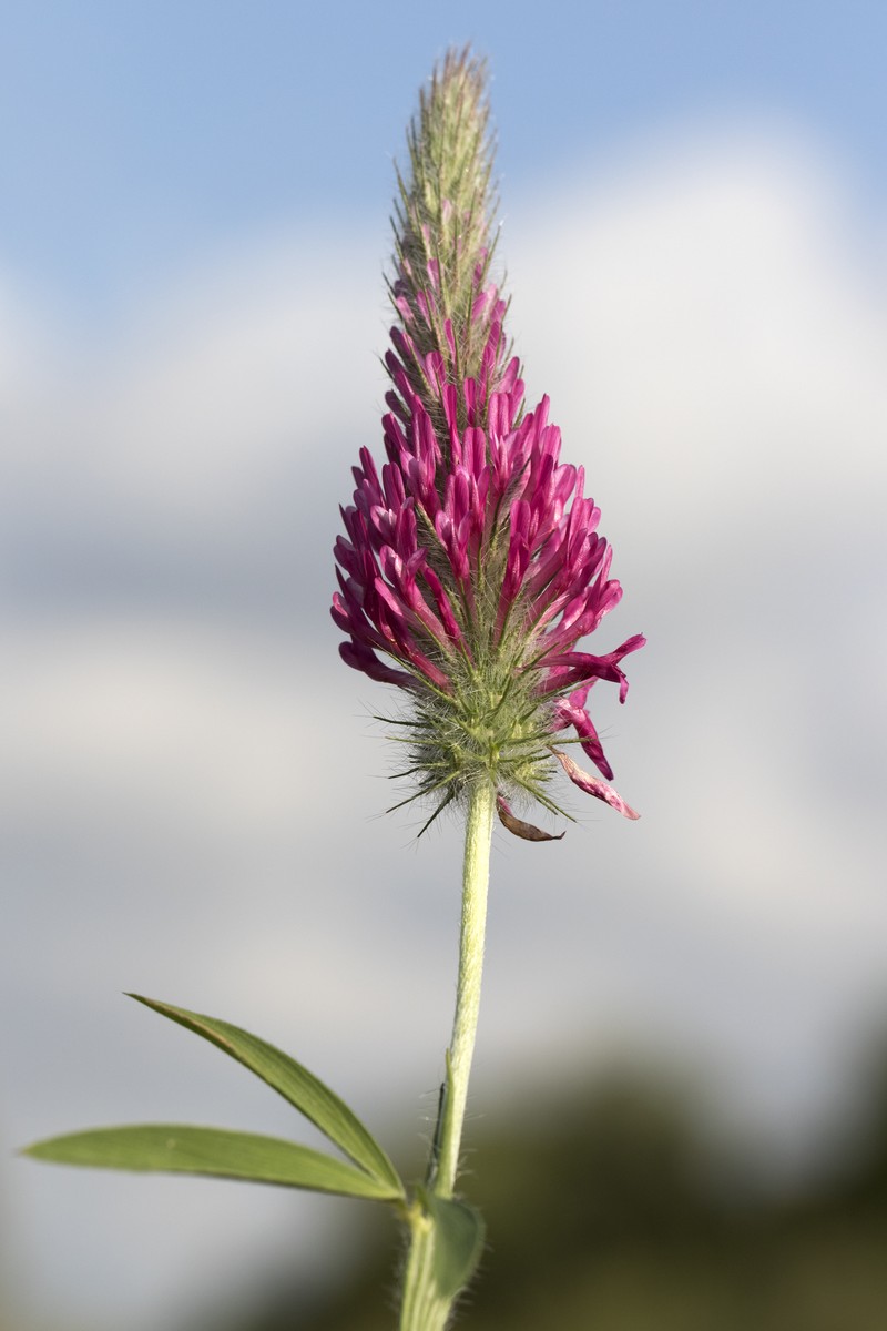 Purple Clover photo 2