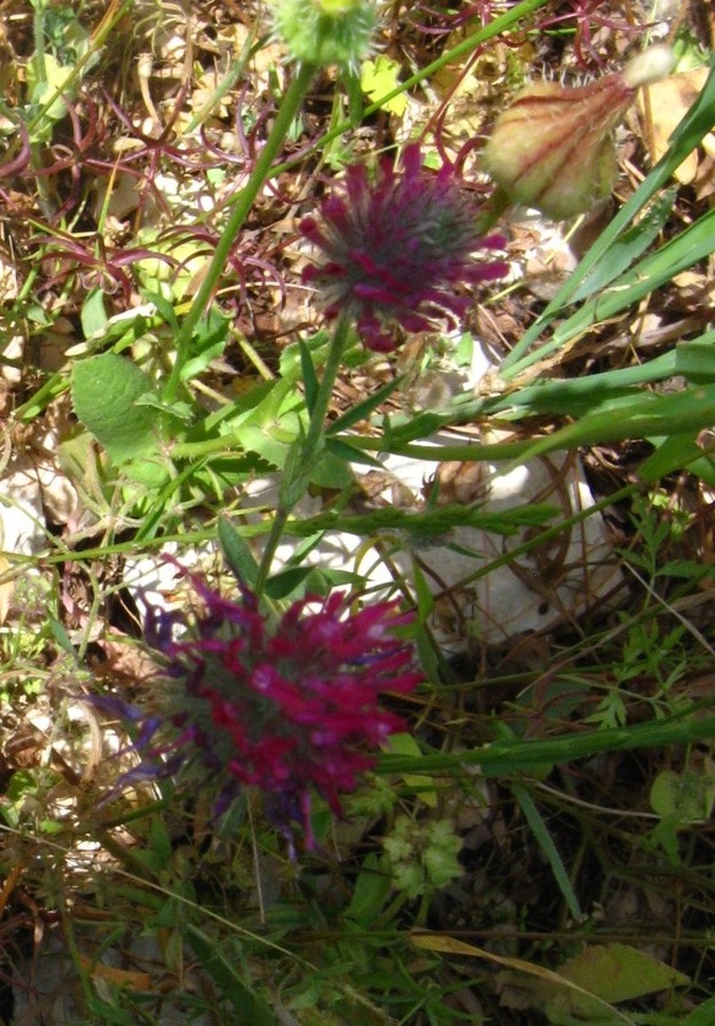 Purple Clover