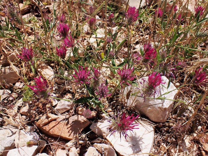 Purple Clover photo 3