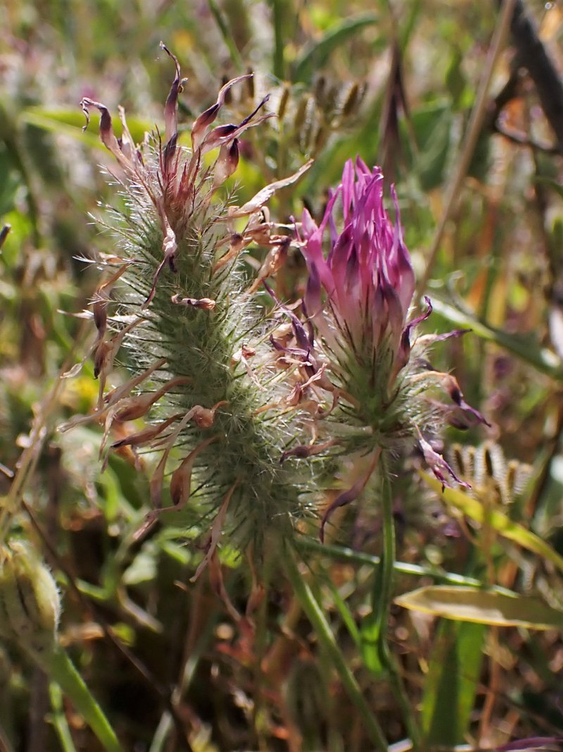 Purple Clover photo 5