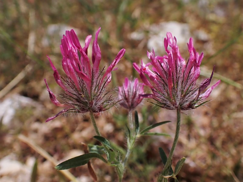 Purple Clover photo 6