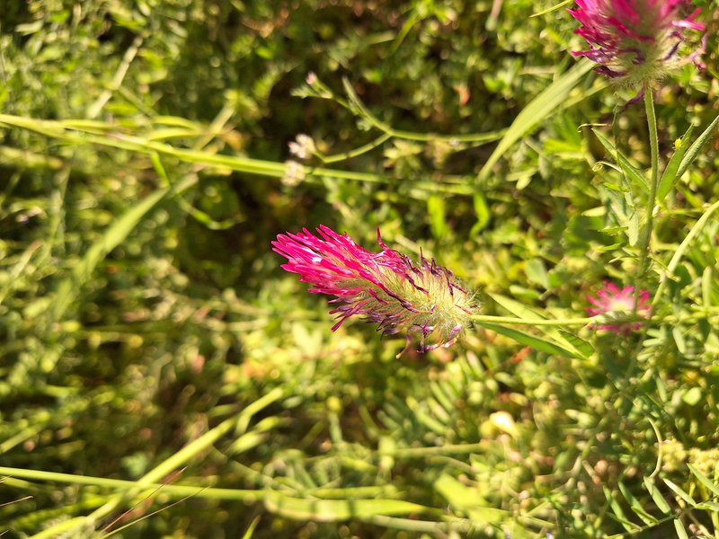 Purple Clover photo 7