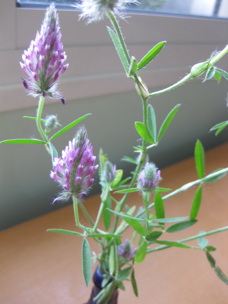 Purple Clover photo 8