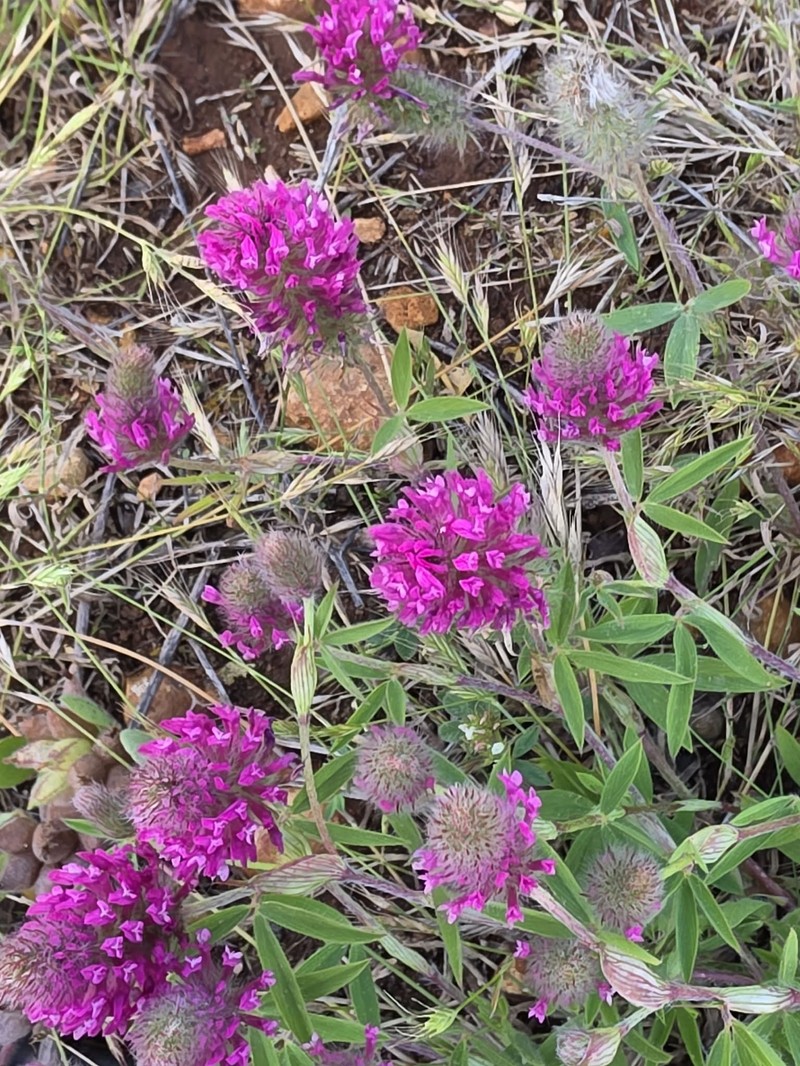 Trifolium purpureum var. purpureum