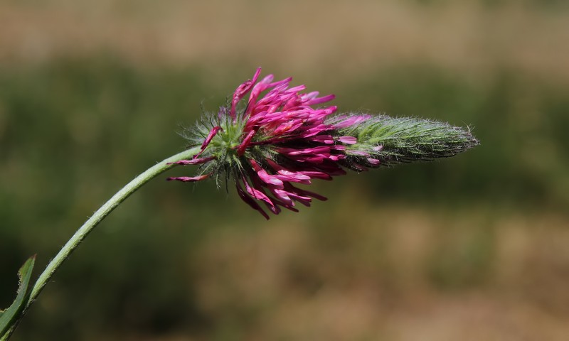 Trifolium purpureum var. purpureum photo 2