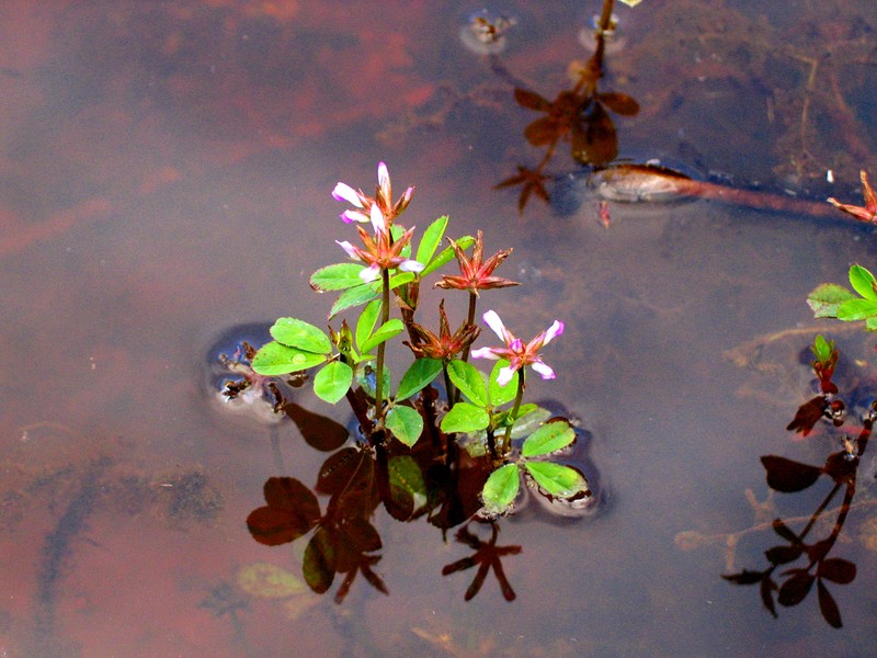 Trifolium purseglovei