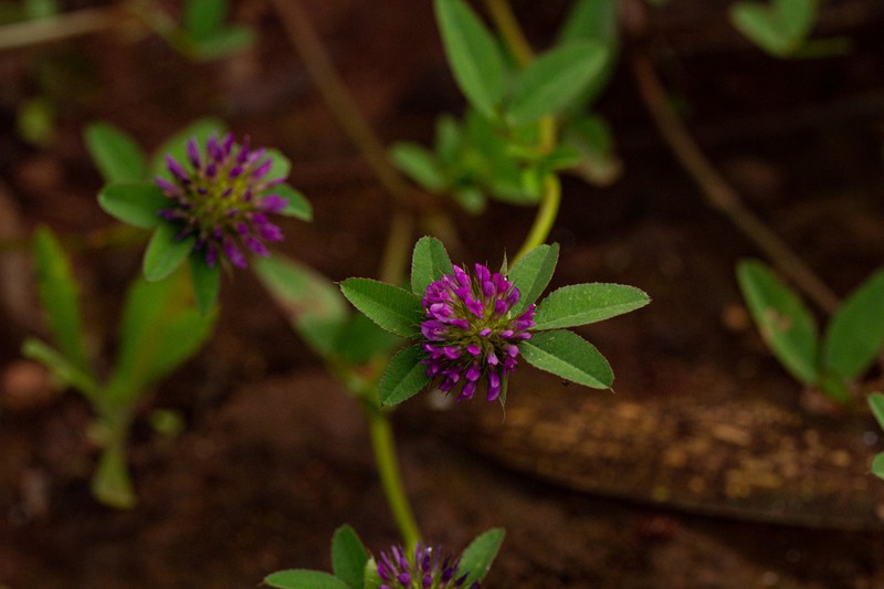 Trifolium purseglovei photo 2