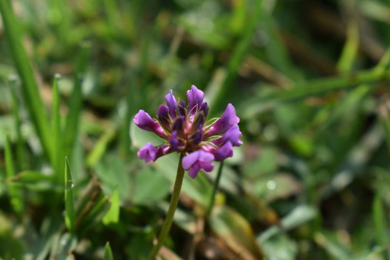 Trifolium purseglovei photo 3