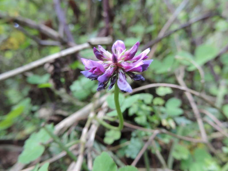 Trifolium purseglovei photo 4