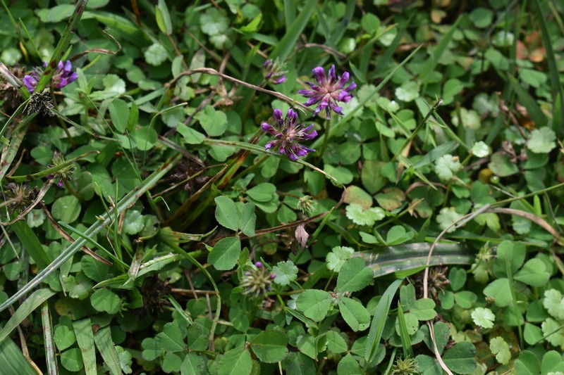 Trifolium purseglovei photo 5