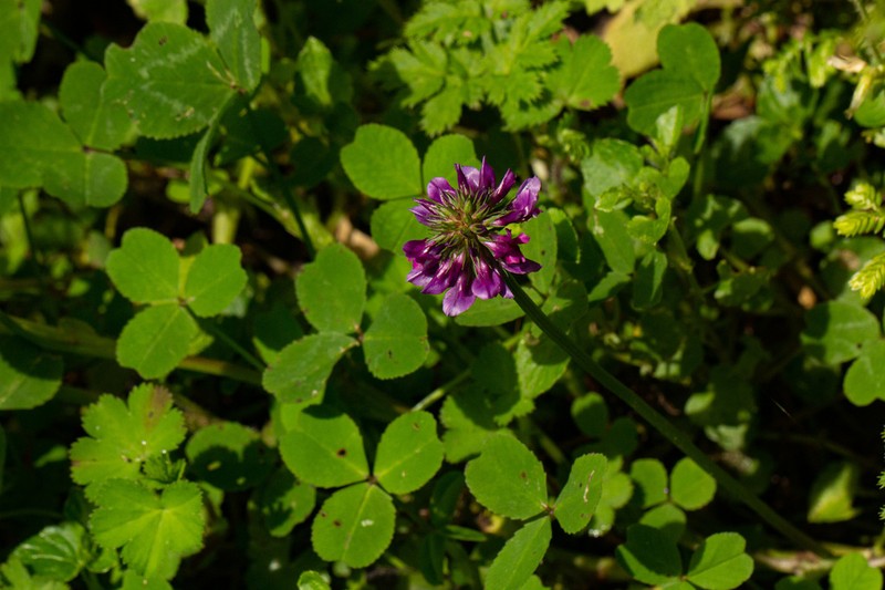 Trifolium purseglovei photo 6