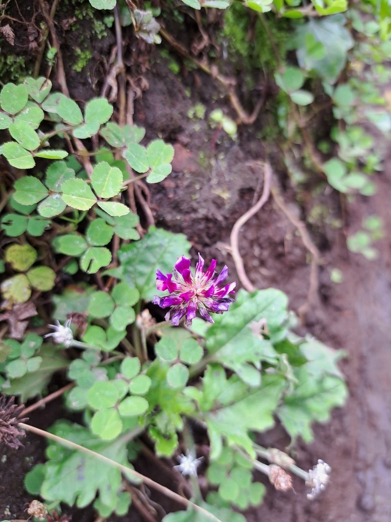Trifolium purseglovei photo 7