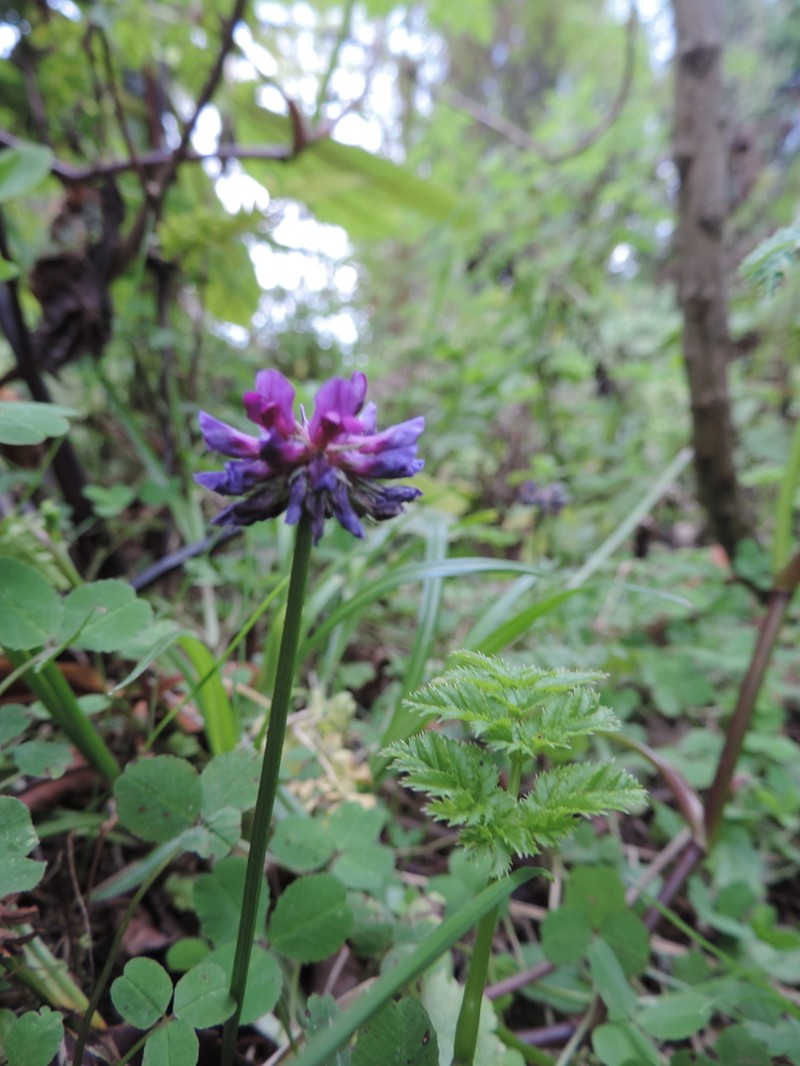 Trifolium purseglovei photo 8