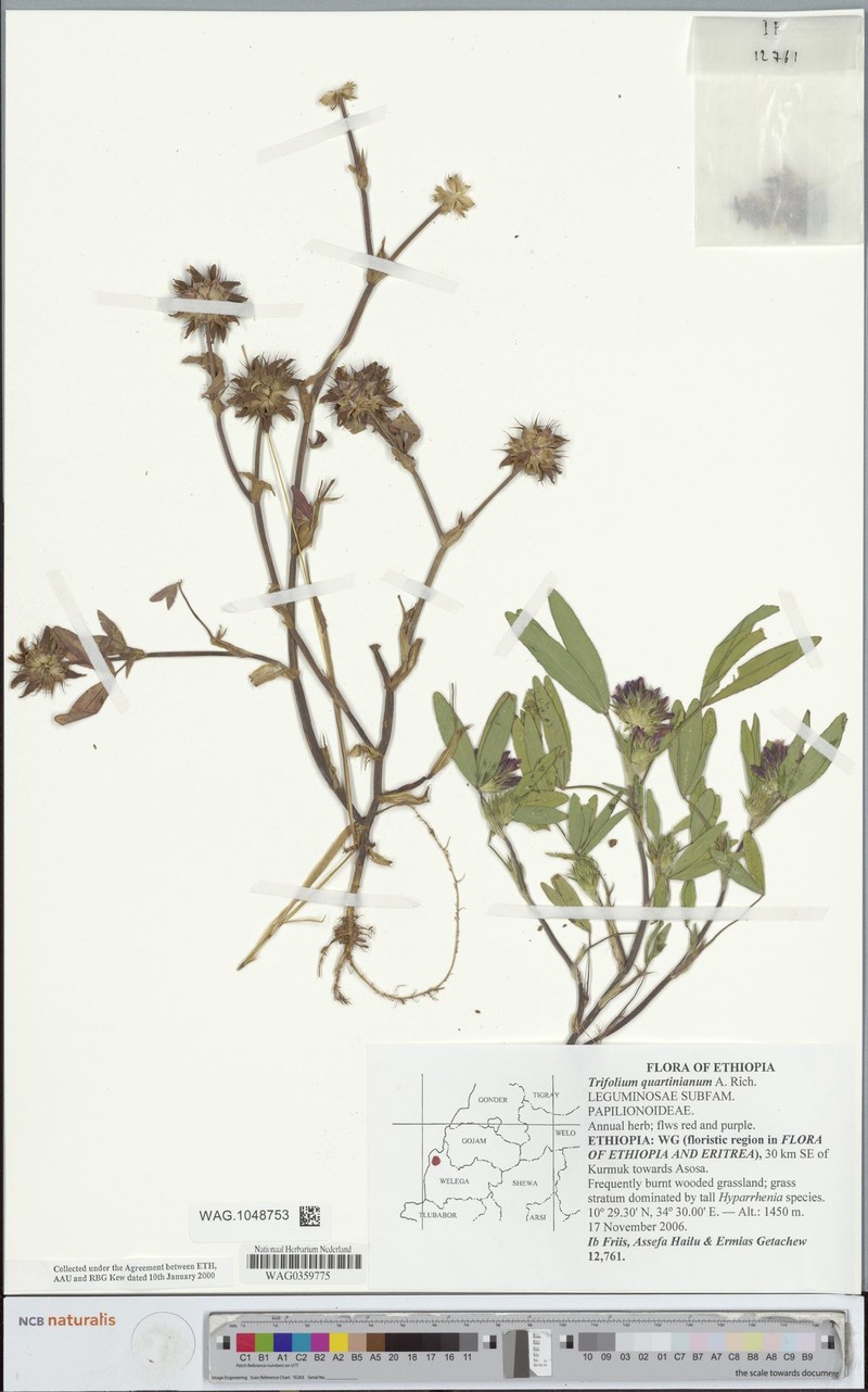 Trifolium quartinianum