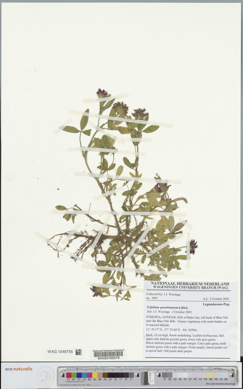 Trifolium quartinianum photo 2