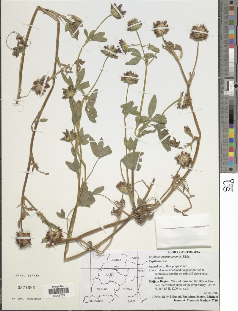 Trifolium quartinianum photo 3