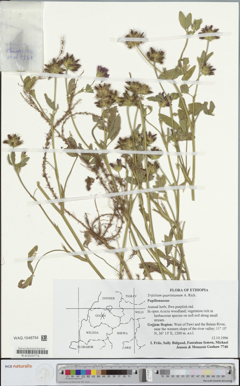 Trifolium quartinianum photo 4