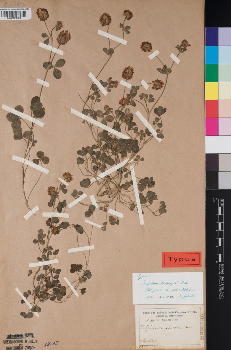 Trifolium rechingeri