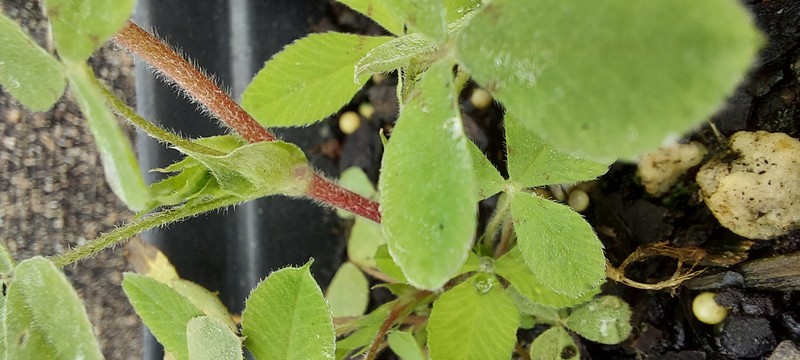 Buffalo Clover photo 5
