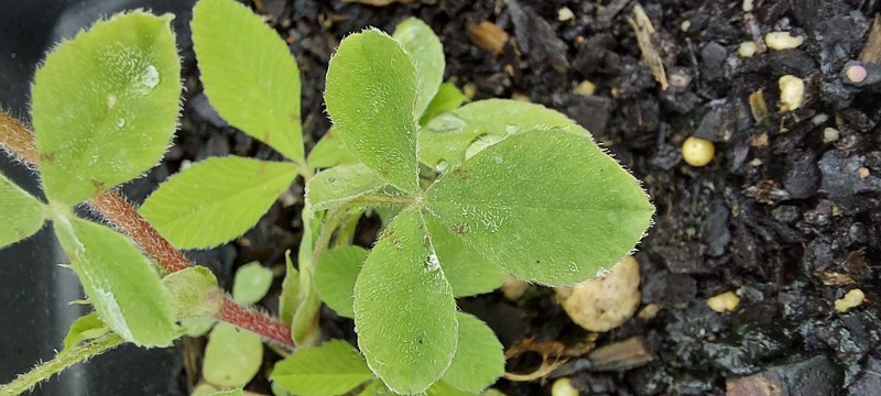 Buffalo Clover photo 6