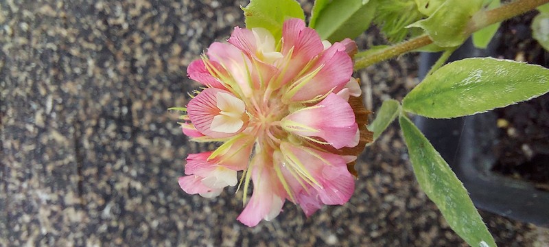 Buffalo Clover photo 7