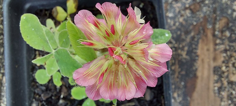 Buffalo Clover photo 8