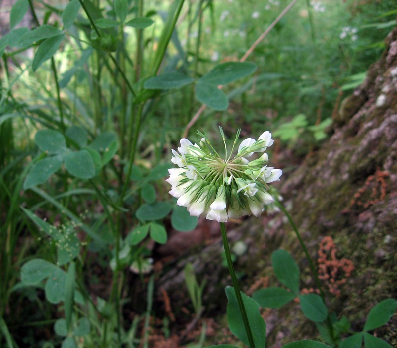 Buffalo Clover photo 2