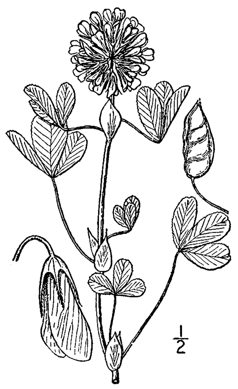 Buffalo Clover photo 3