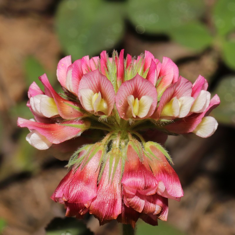 Buffalo Clover photo 2