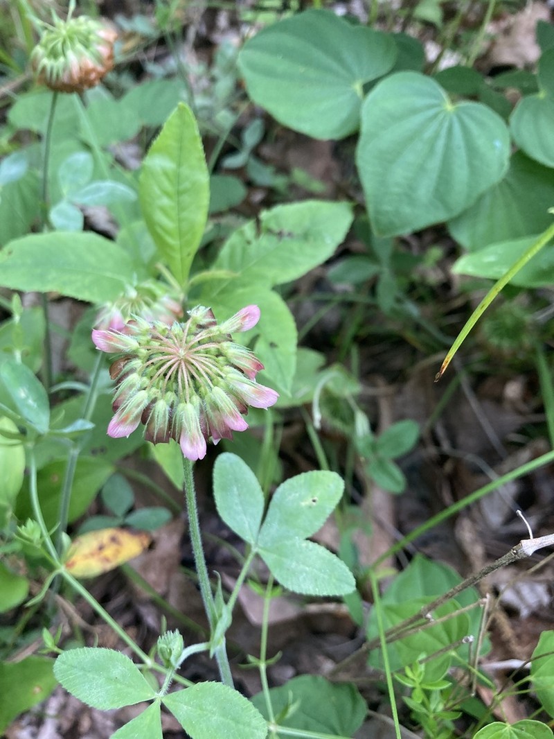 Buffalo Clover photo 3