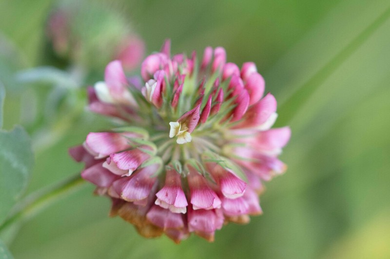 Buffalo Clover photo 4