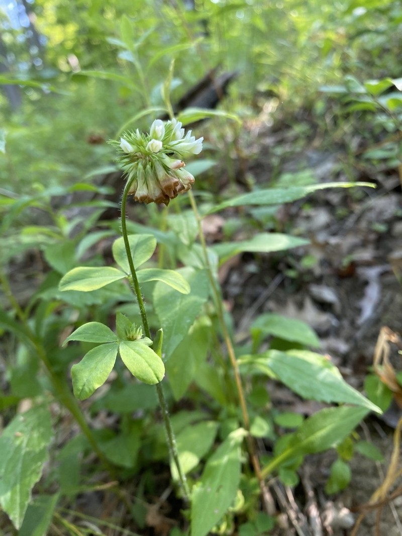 Buffalo Clover photo 5