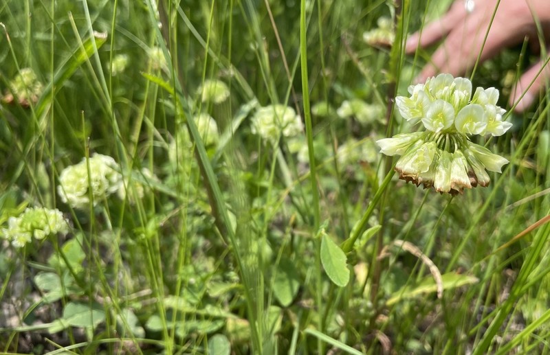 Buffalo Clover photo 6